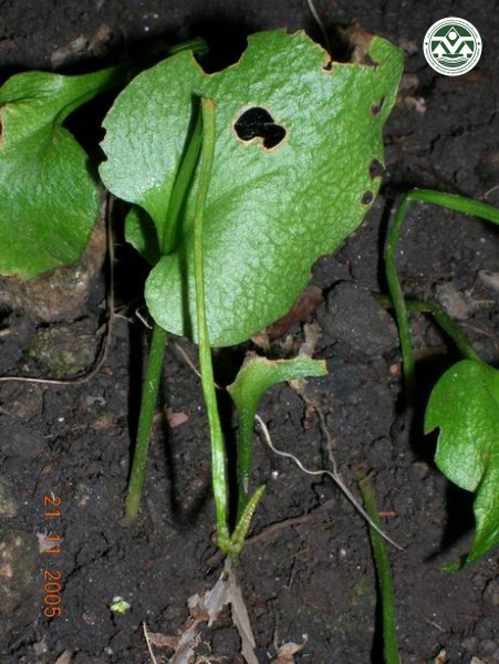 Ophioglossum petiolatum