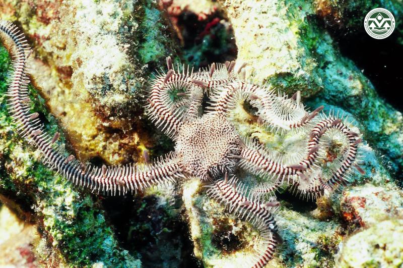 Ophiomastix annulosa