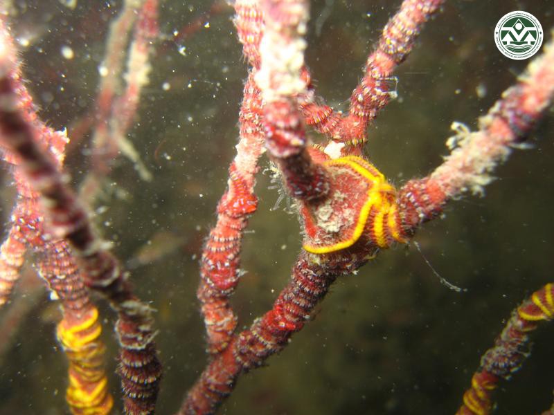 Ophiothela danae