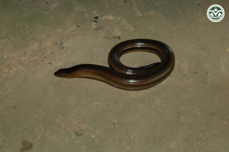 Ophisaurus gracilis