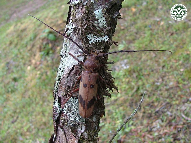 Oplatocera callidioides