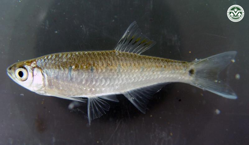 Opsarias koratensis