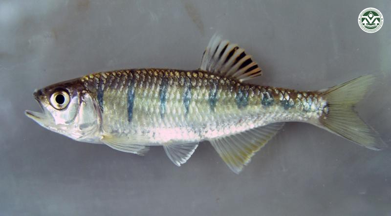 Opsarias puchellus