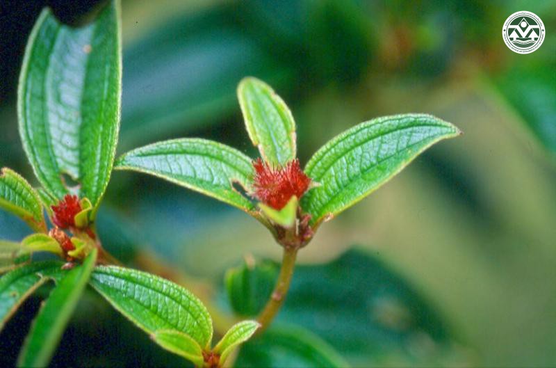 Osbeckia stellata