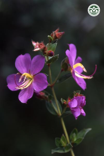 Osbeckia thorelii
