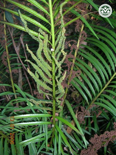 Osmunda angustifolia