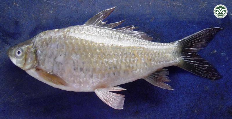 Osteochilus hasselti
