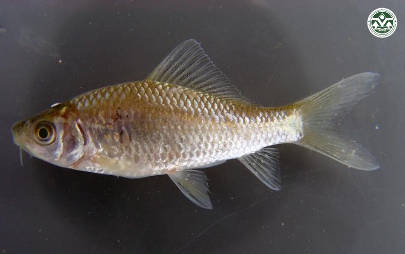 Osteochilus microcephalus
