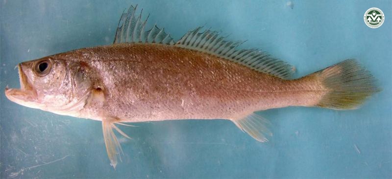 Otolithes rubber