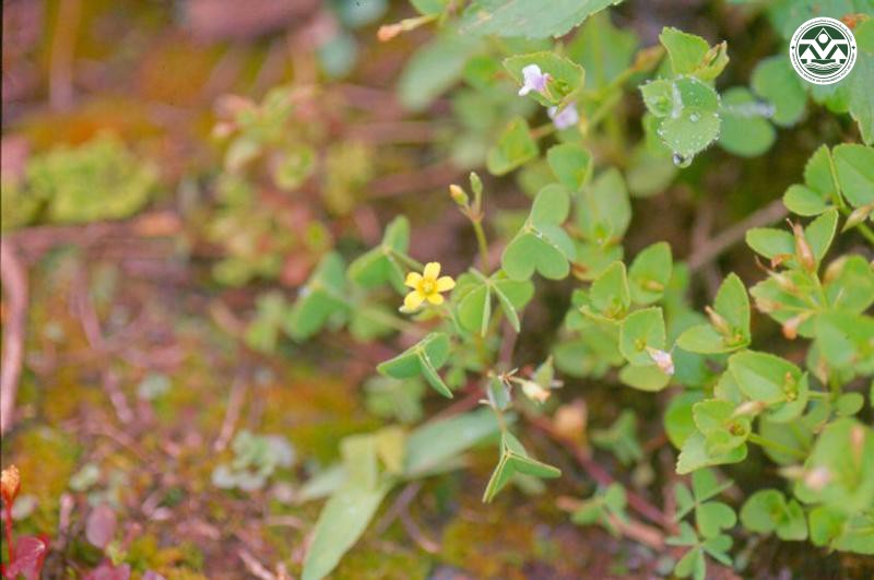 Oxalis acetosella