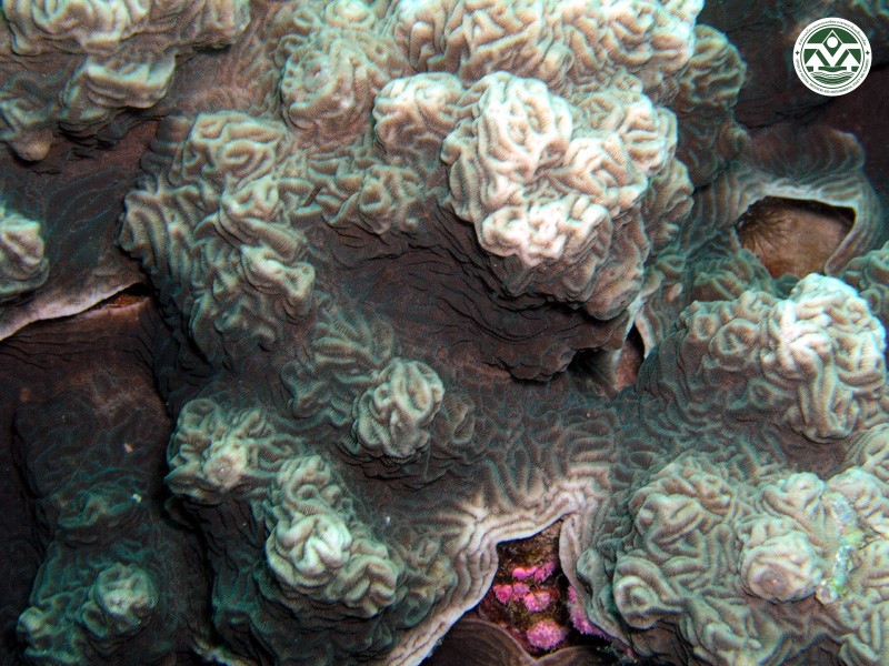 Pachyseris speciosa