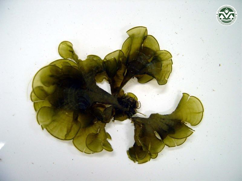 Padina boryana