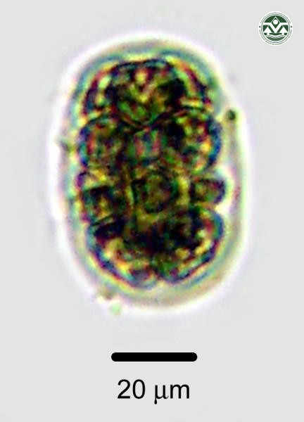Pandorina morum
