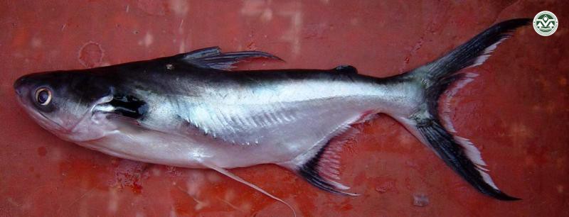 Pangasius larnaudii