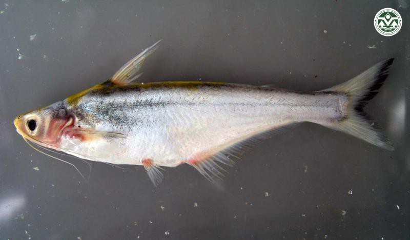 Pangasius macronema
