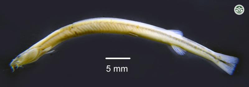 Pangio anguillaris