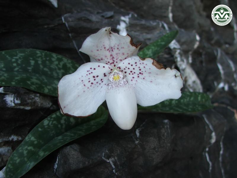 Paphiopedilum niveum