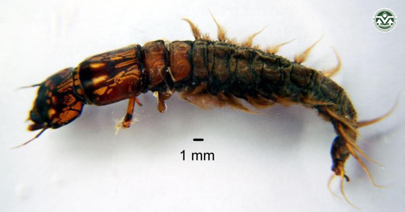 Parachauliodes continentalis