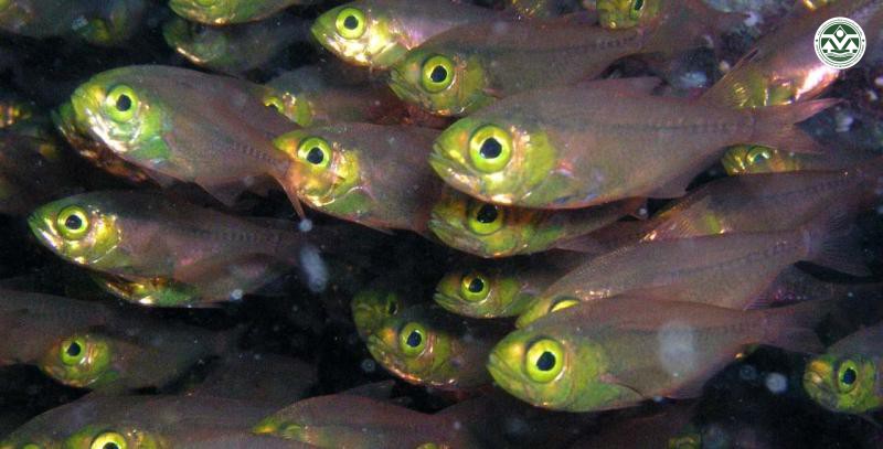Parapriacanthus ransonneti