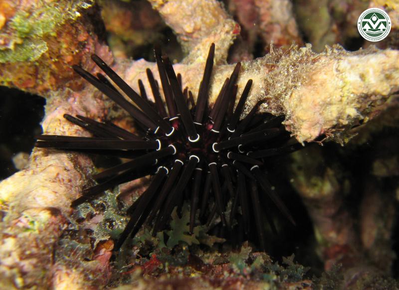 Parasalenia gratiosa
