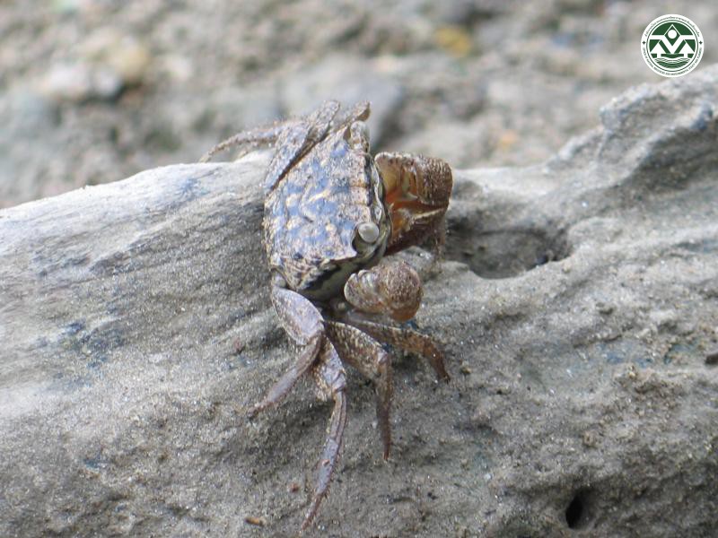 Parasesarma plicatum