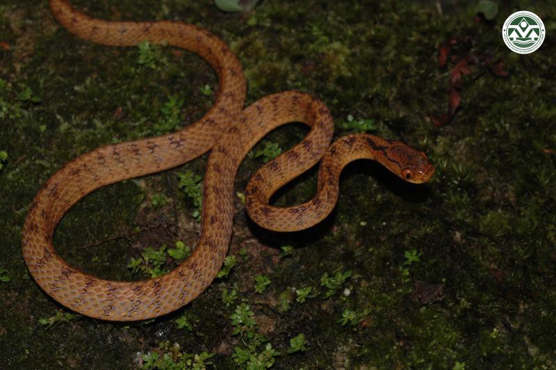 Pareas carinatus
