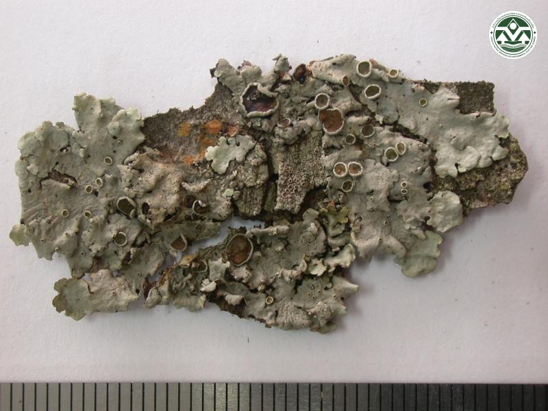 Parmelina endoleuca