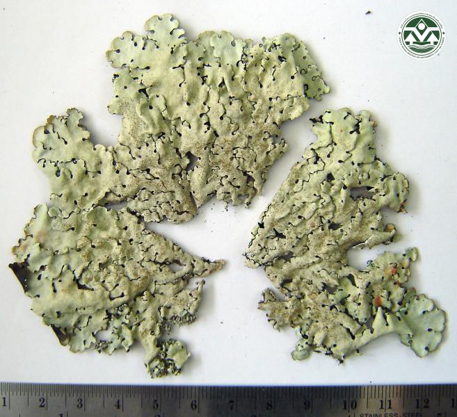 Parmelinella wallichiana