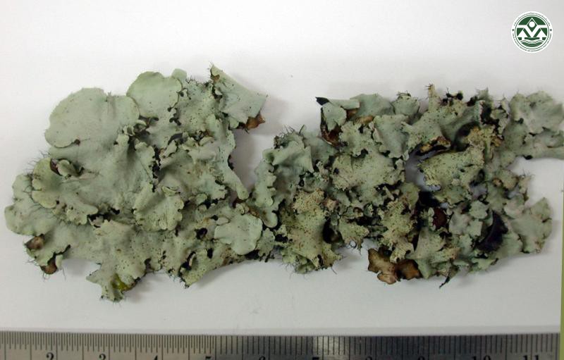Parmotrema corniculans