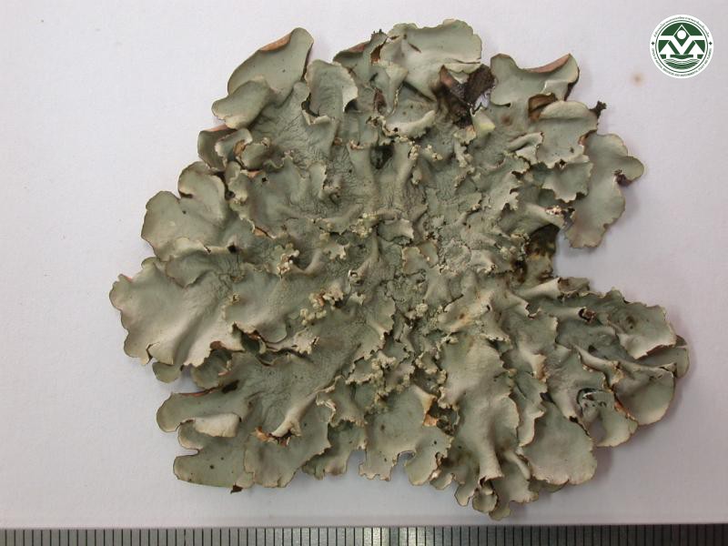 Parmotrema gardneri