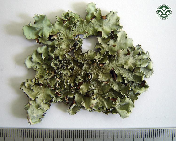 Parmotrema hababianum