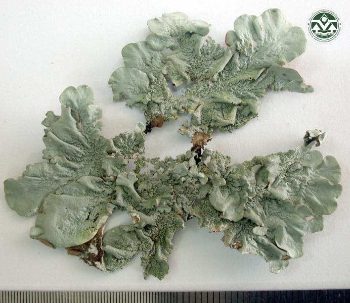 Parmotrema mesotropum