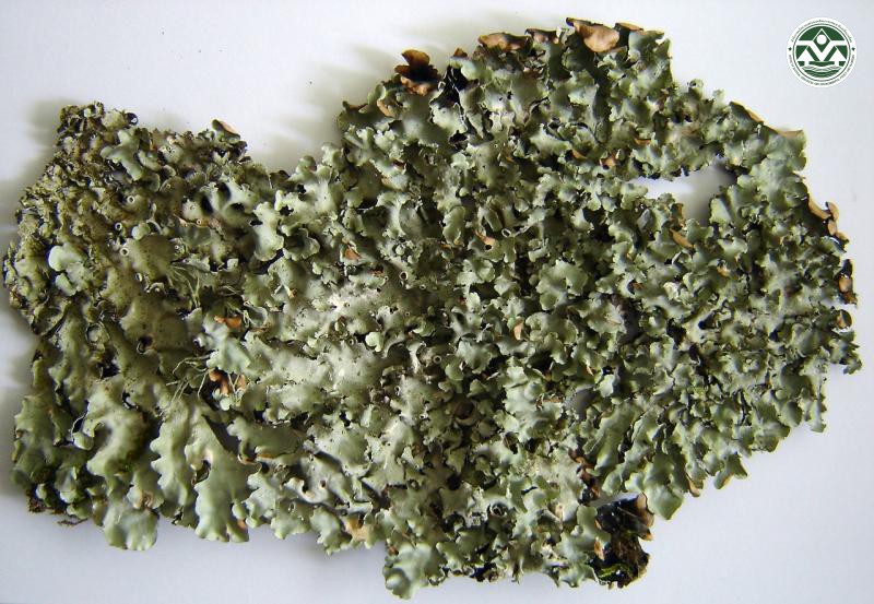 Parmotrema overeemii