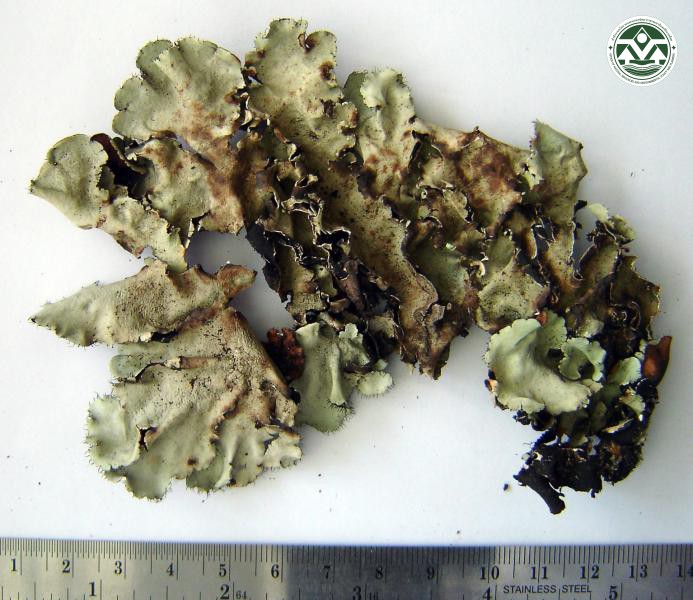 Parmotrema poolii