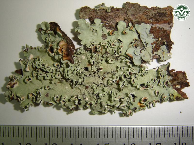 Parmotrema praesorediosum