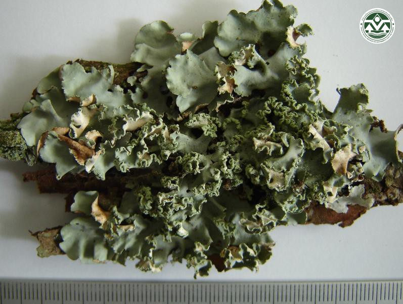 Parmotrema sancti-angelii