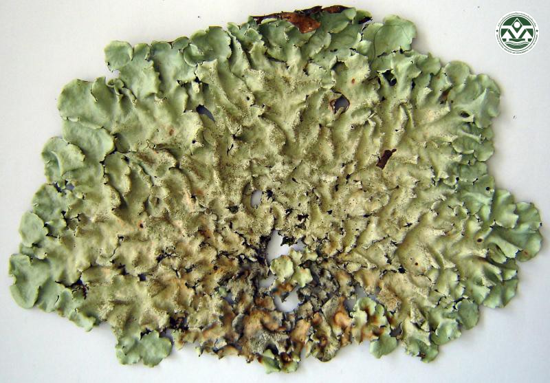 Parmotrema tinctorum