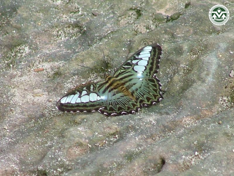 Parthenos sylvia