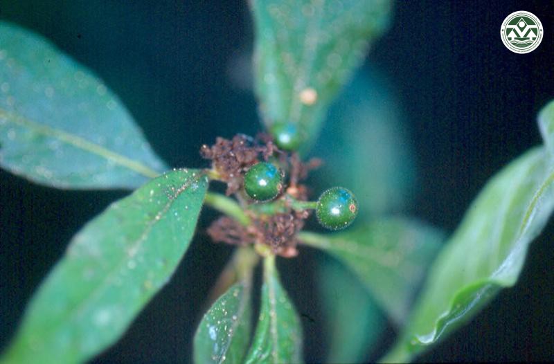 Pavetta tomentosa