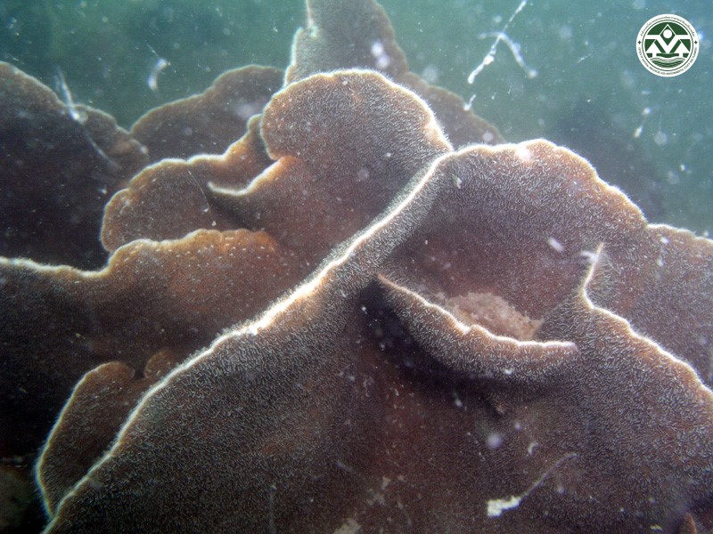 Pavona decussata