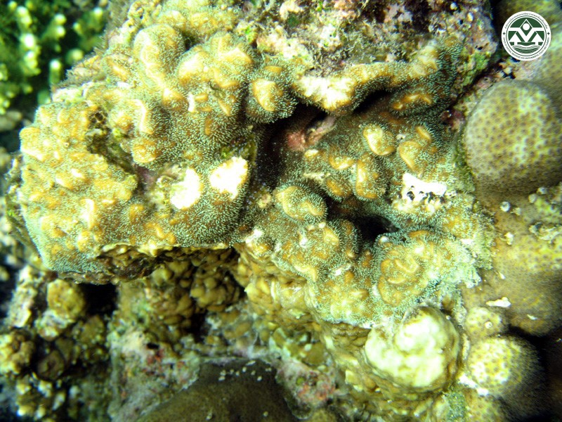 Pavona frodifera