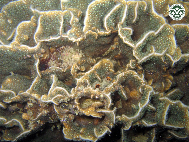 Pavona frondifera