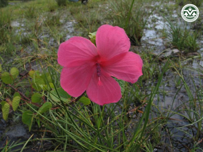 Pavonia rigida