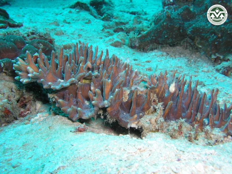 Pectinia alcicornis