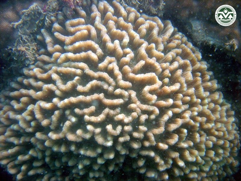 Pectinia lactuca