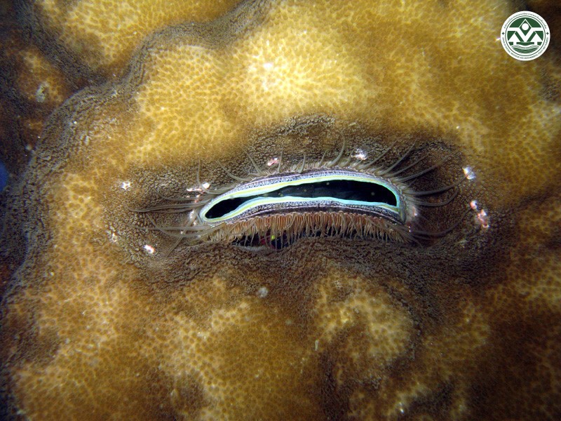 Pedum spondyloideum