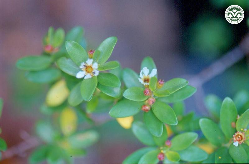 Pemphis acidula