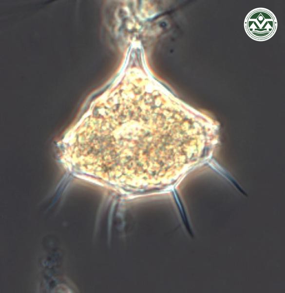 Peridinium quinquecorne