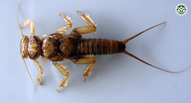 Perlinella drymo