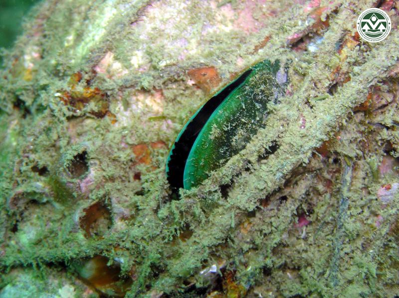 Perna viridis